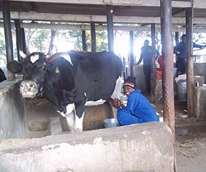 Verkauf von Milch